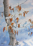 click to see debbie homewood's winter pictures
