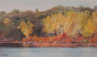 watercolor Birch Glory