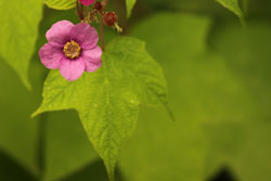 Photograph by Cliff Homewood pink flower, green leaves