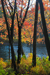 Photograph, Cliff Homewood, Black Trees, Red Leaves