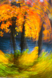 Photograph, Cliff Homewood, Tree Swirl